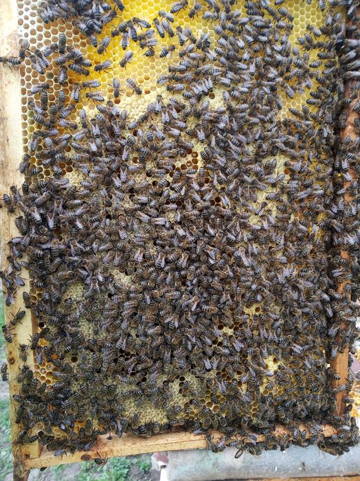 Продам бджолопакети