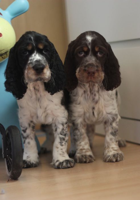 Springer spaniel angielski suczka