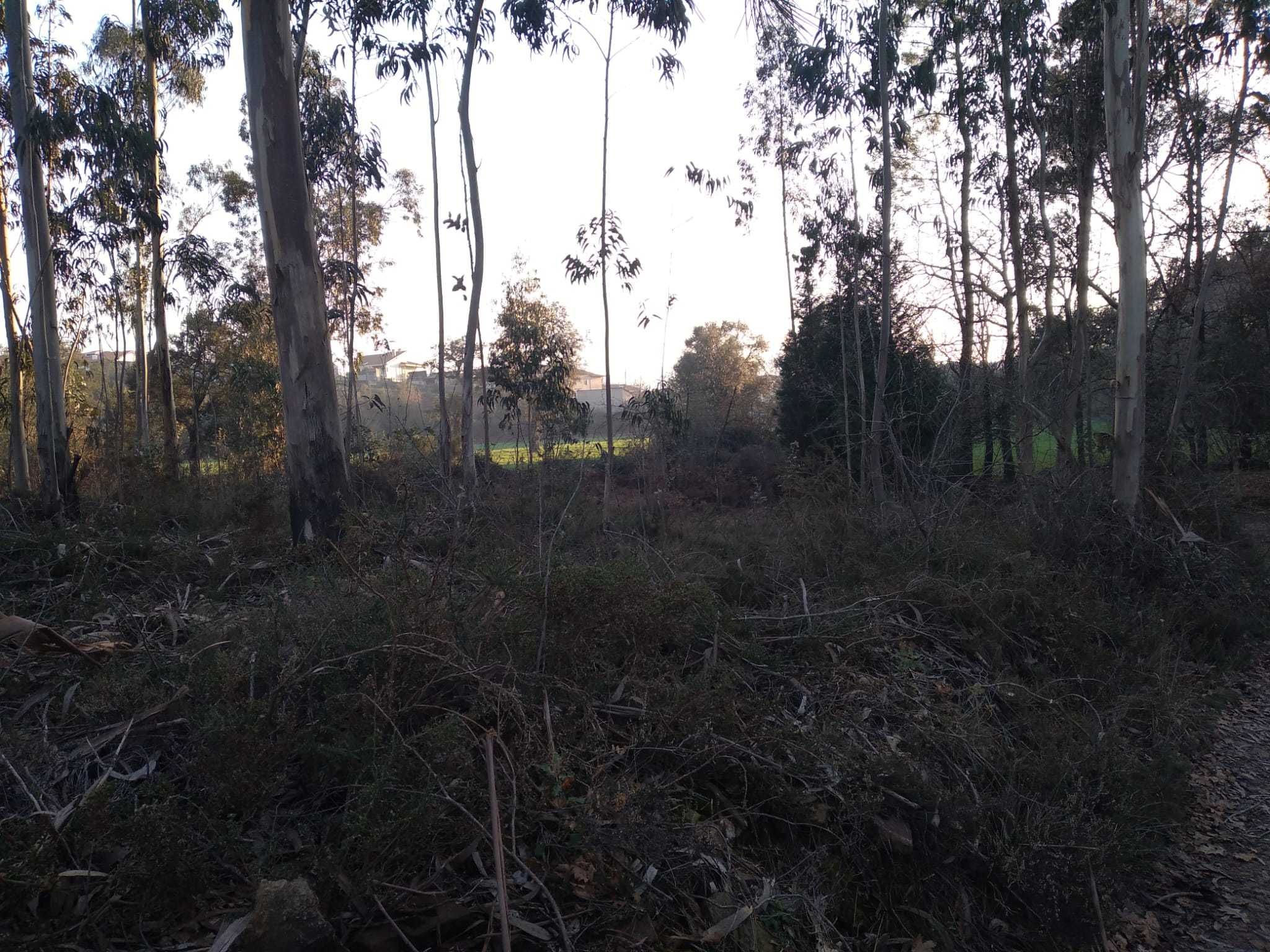 Vendo Terreno em AGRELA