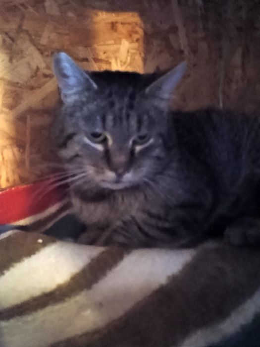 Zygmunt szuka najlepszego domku