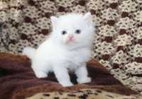 Белый котенок Хайленд Страйт
