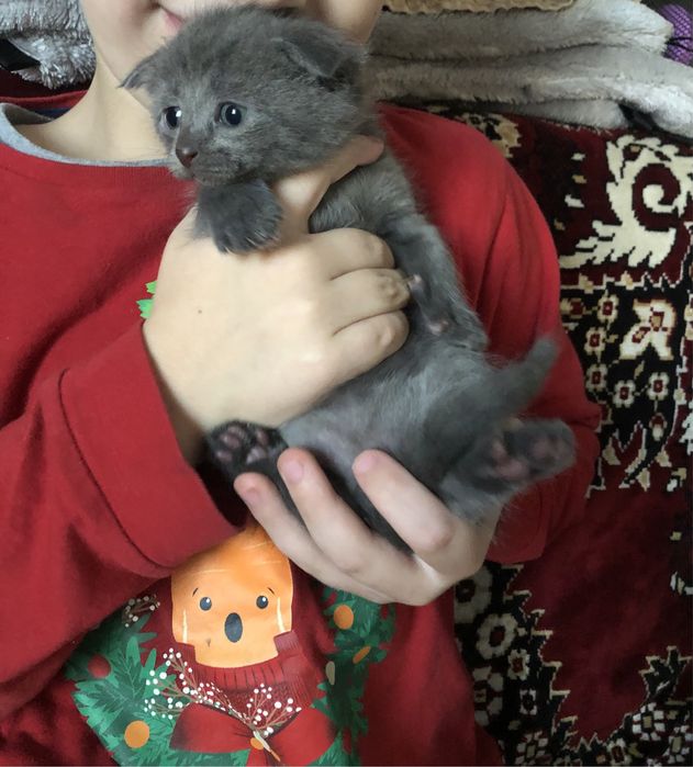 Хлопчик  котик  сірий( подарунок на Миколая)
