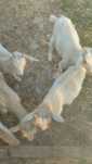Chibos de cabras
