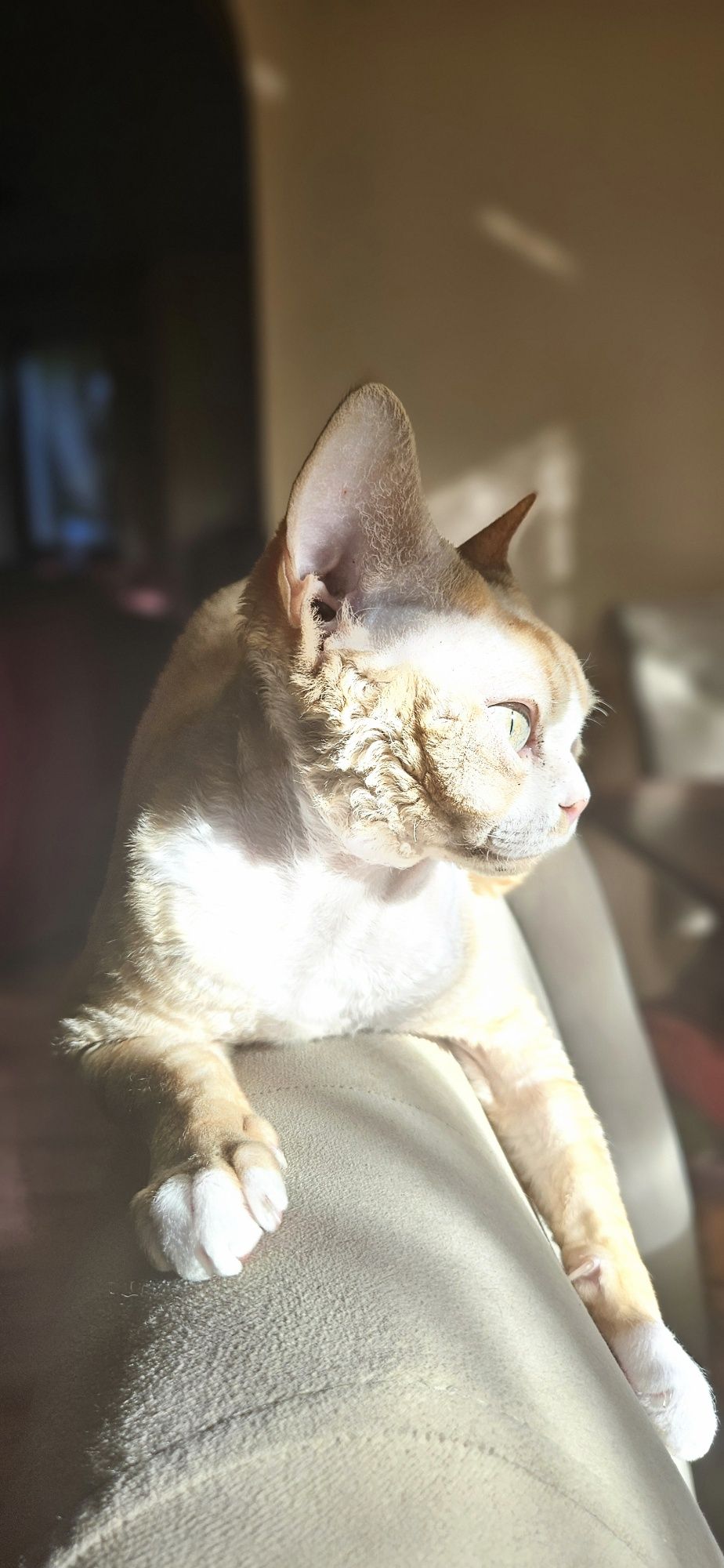 Kocurek Devon Rex