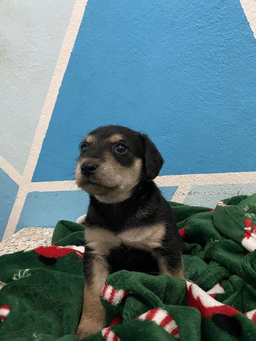 Cão para adoção