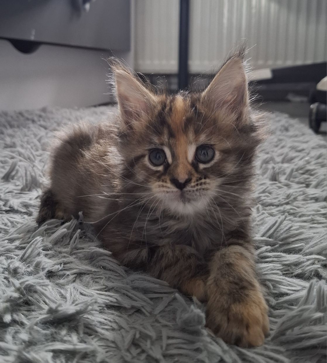 Koteczka Maine Coon