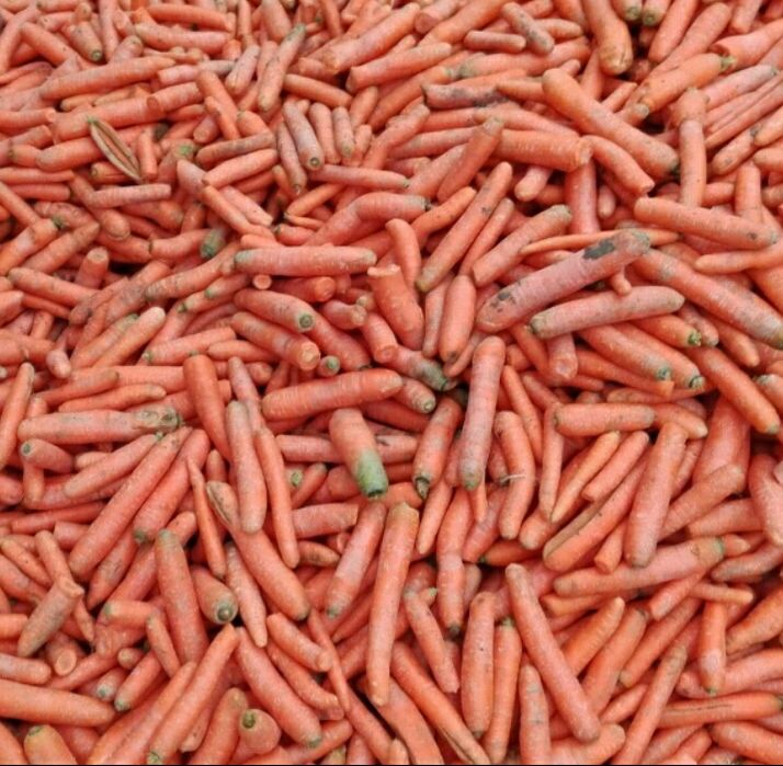 Marchew dla zwierząt dowóz!