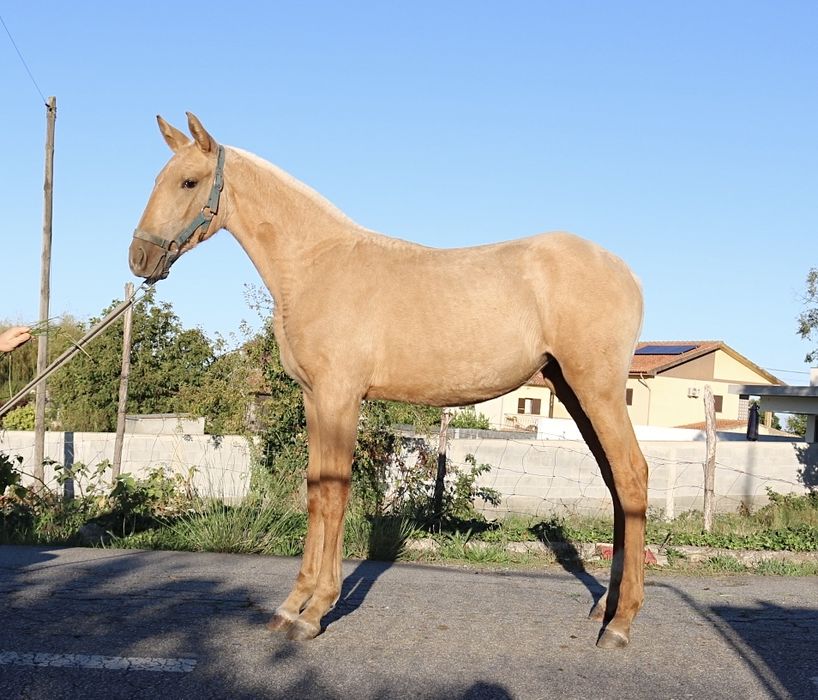 **poldra palomina lusitana 6 meses **