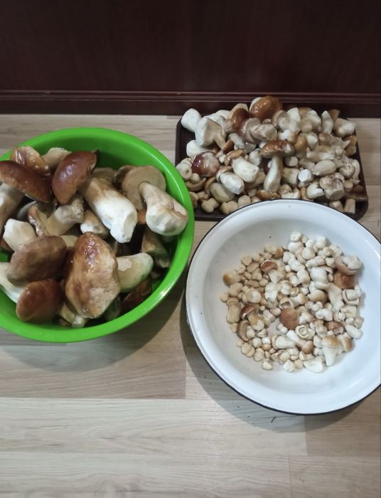 Продам свіжі  польські гриби
