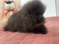 Szpic miniaturowy pomeranian