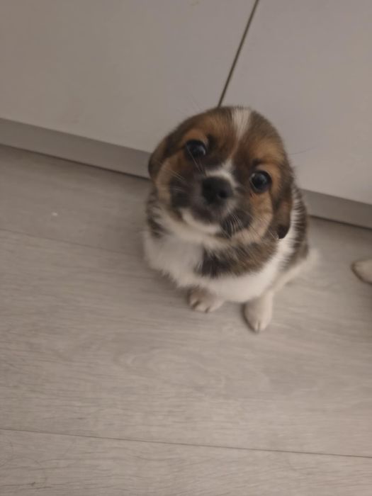 Oddam pieski w dobre ręce