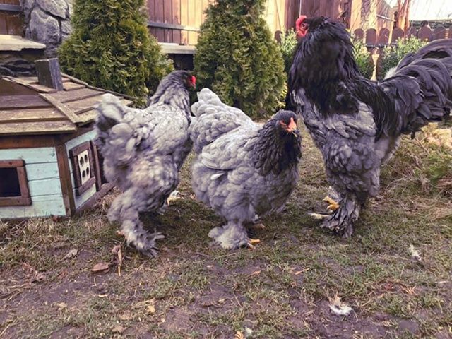 Інкубаційне яйце. Курчата, Брама блакитна, лавандова, помаранчева.