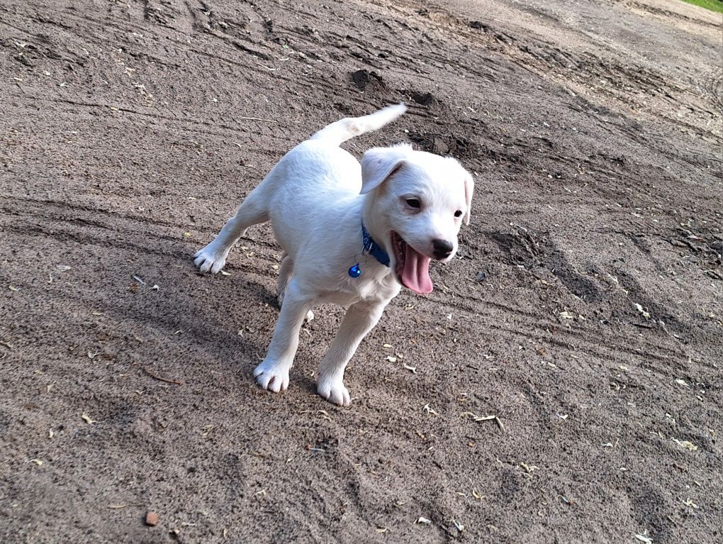 Szczeniak Parson Russell Terrier ZKWP