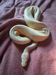Wąż zbożowy albino