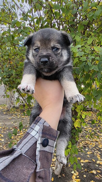 Цуценята в добрі руки
