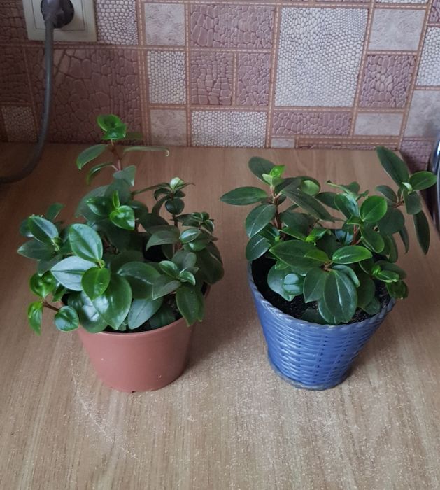 Пеперомия в горшке