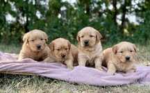 Golden retriever*Ciemnozłoty*Rodowód**