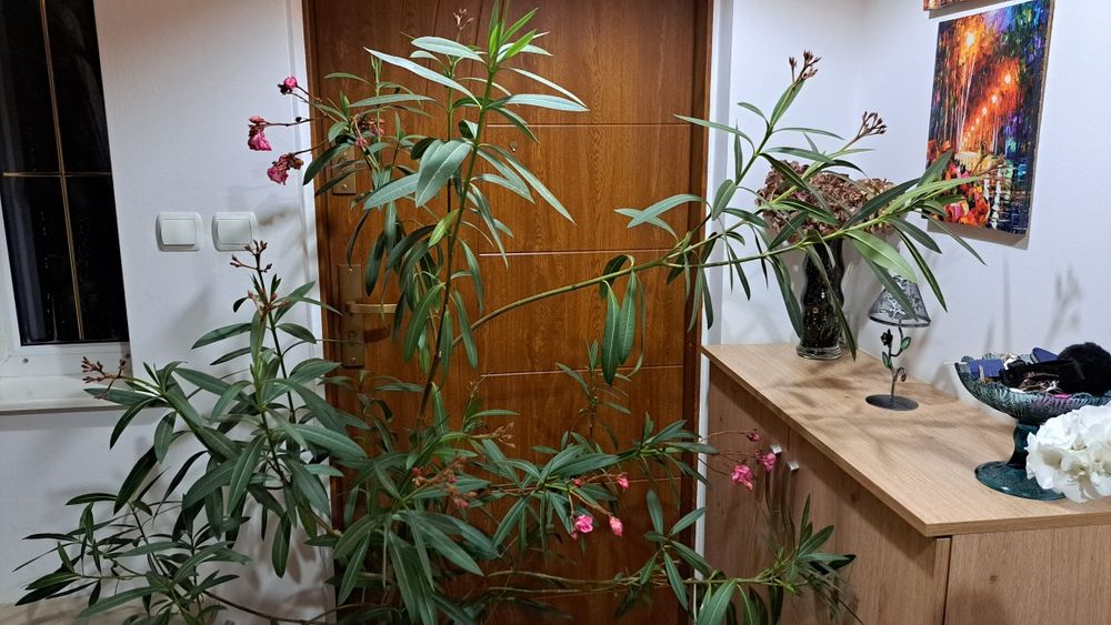 Kwiat doniczkowy, duży. Oleander różowy podwójny 165cm wysokość