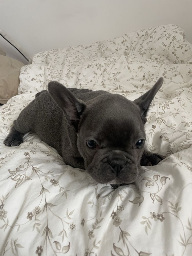 Buldog francuski rezerwacja