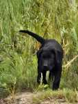 Labrador Retriever FCI Linia użytkowa