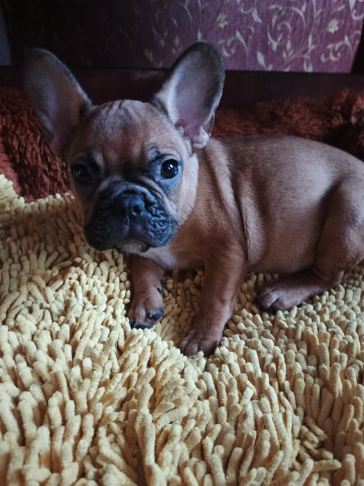 Дівчинки пишечки Французи