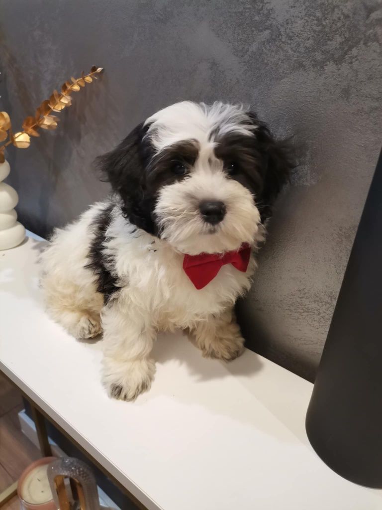 Śliczny piesek shih-tzu/bolończyk