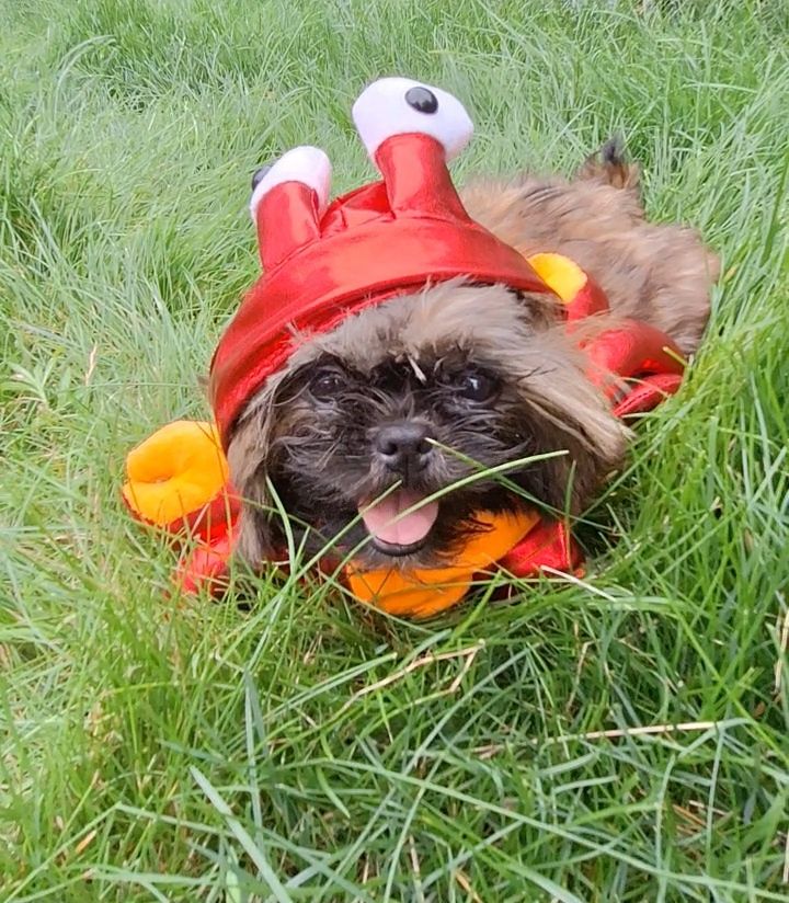 Pies shih tzu szczenię
