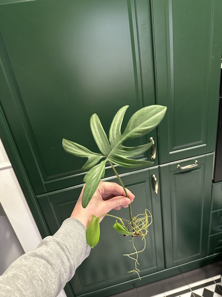 Philodendron pedatum szczepka