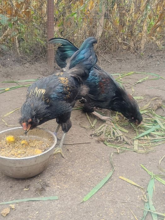 Півники різних порід та віку