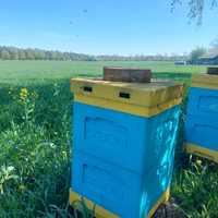 Odkłady pszczele na 7 ramkach