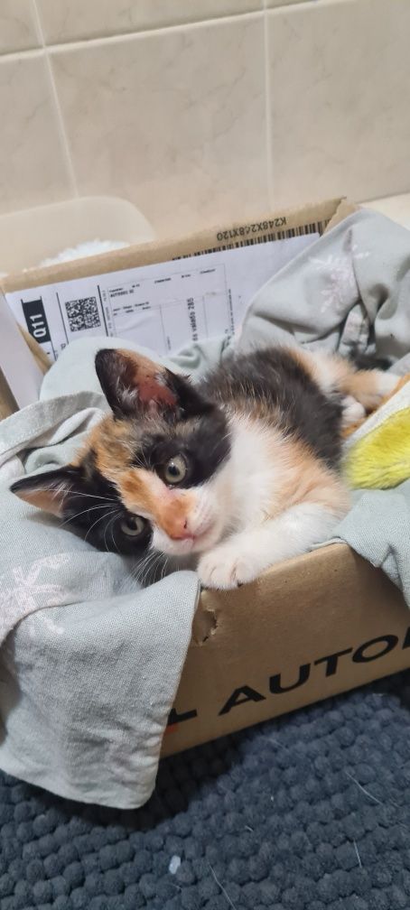 Gatinha (pensamos ser) para adoção