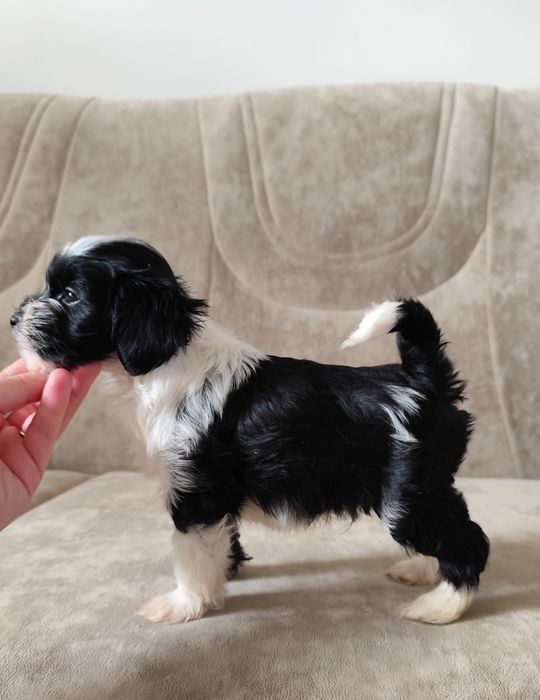 Dostępny piesek - samiec Terier Tybetański