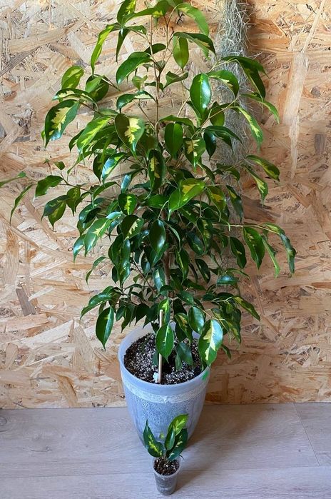 Фікус бенджаміна Блек Даймонд