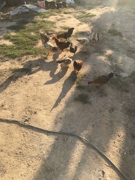 Vendo coquichos crosados das galinhad dos ovos azuis