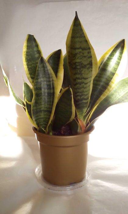 Sansevieria sansewieria wężownica Futura superba cała doniczka