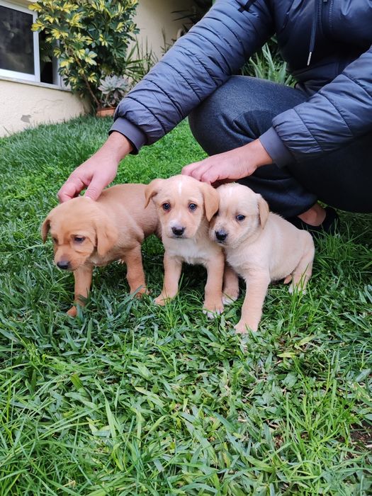 Dou cachorros porte grande x labrador