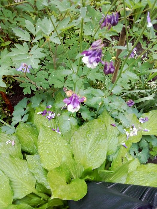 Багаторічні квіти