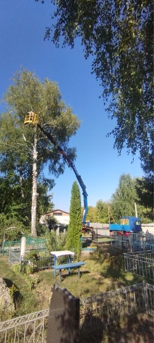 Спилюем аварійні дерева