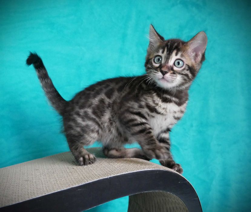 Czarna panterka dziko umaszczona