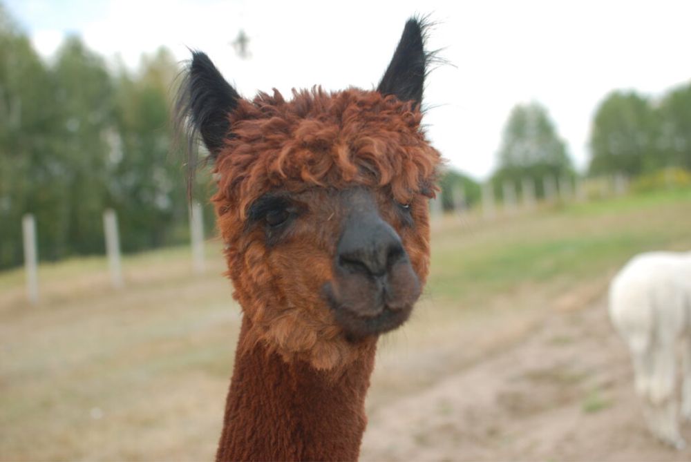 Kamizelka damska wełna alpaka 100% S ręcznie robiona handmade