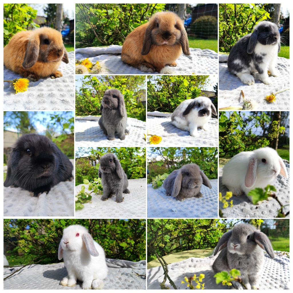 Mini lop rasowy metryka legalna hodowla królik miniaturka baranek