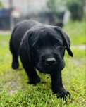 Labrador Retriever czarny piesek ZKwP/FCI