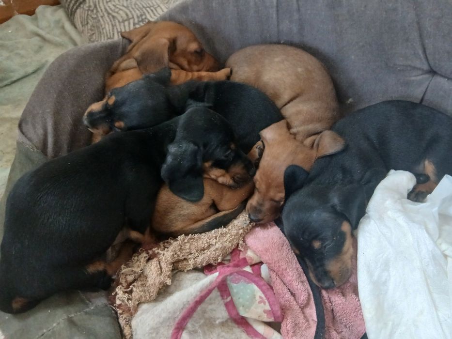 Продаються щенята такси