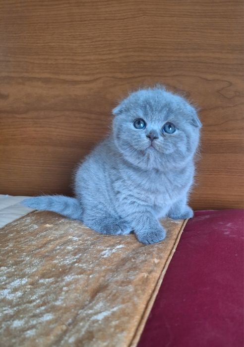 Fêmea scottish fold azul