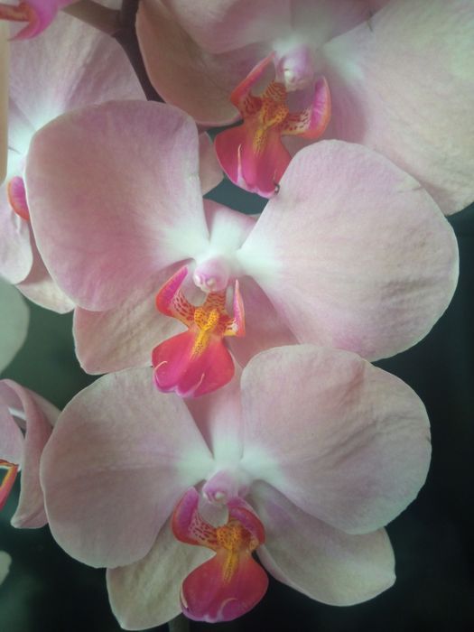 Орхідея фаленопсис
