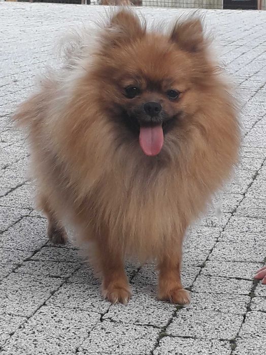 Szpic miniaturowy śliczny piesek!!!