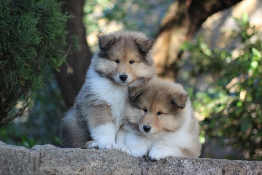 Щенки колли длинношёрстной