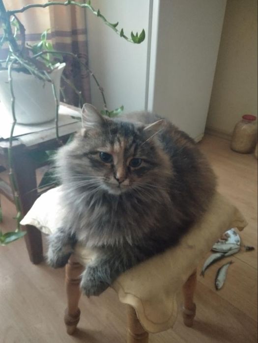 Мейн кун хлопчик