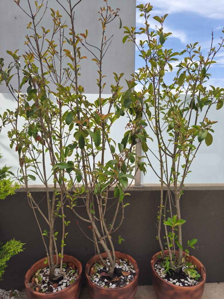 3   Photinia Red Robin