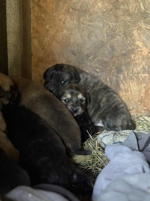 Oddam szczeniaki w dobre rece